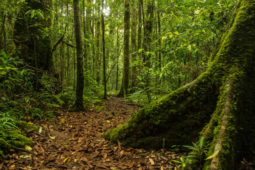 Main Range National Park, Goomburra section