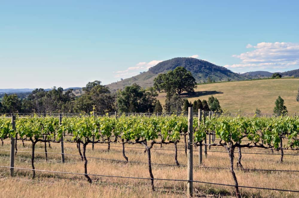 Vineyard in Mudgee