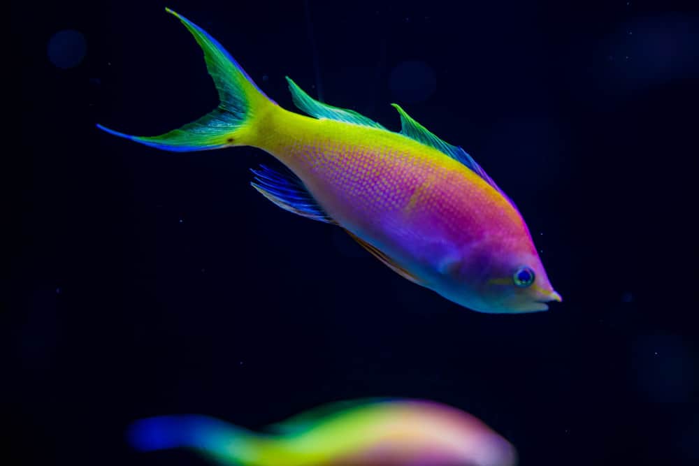 Estran - Cité de la Mer