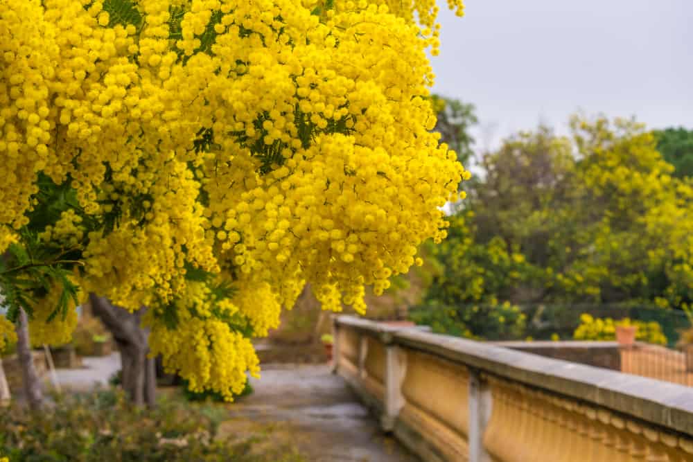 Route du Mimosa