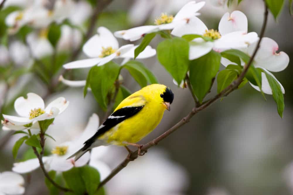 American Goldfinch