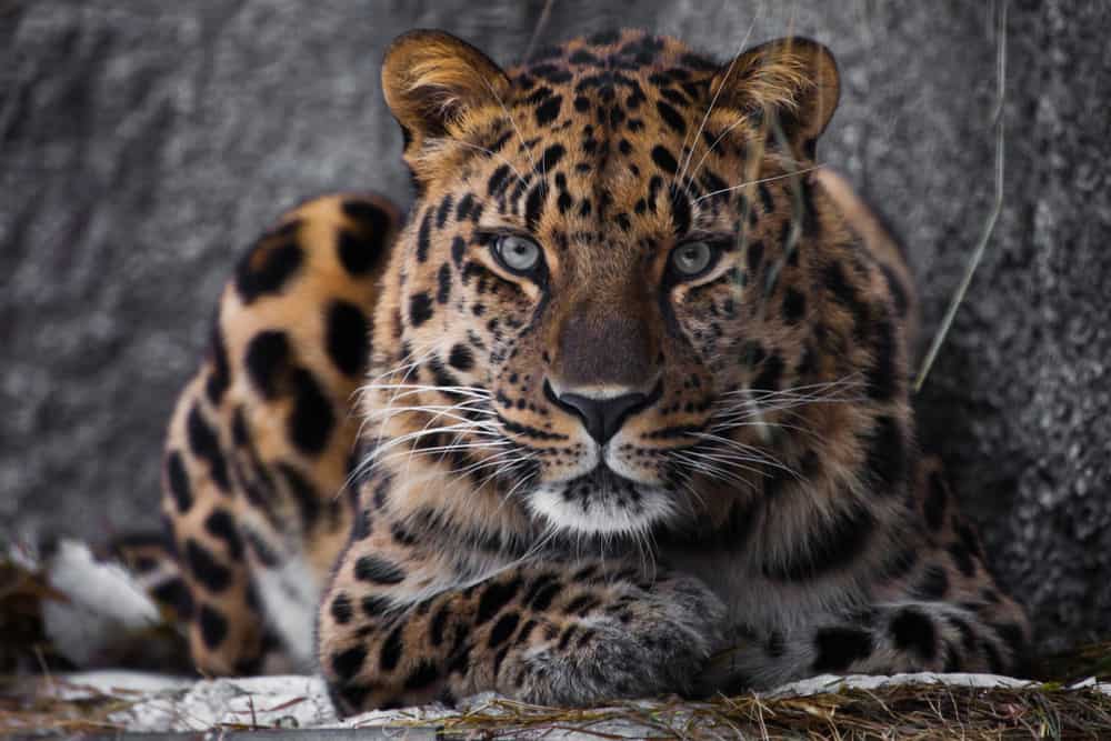 Amur Leopard