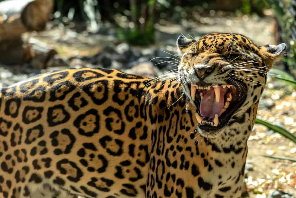 The Living Desert Zoo and Gardens