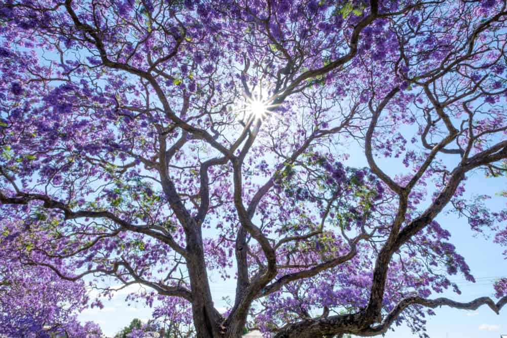 Jacaranda Tree in Full Bloom