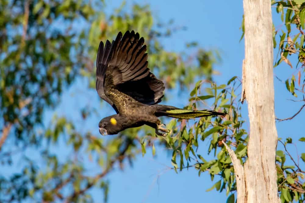 Yellow Tailed Black Cockatoo
