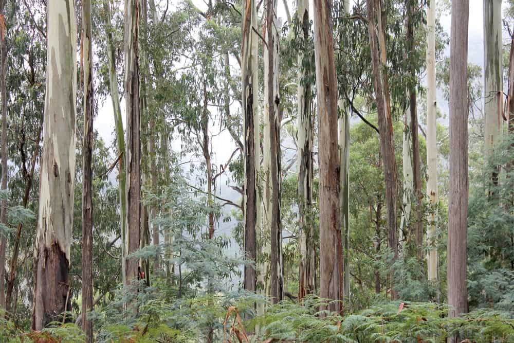 Moondarra State Park