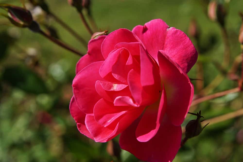 Queen Elizabeth Park