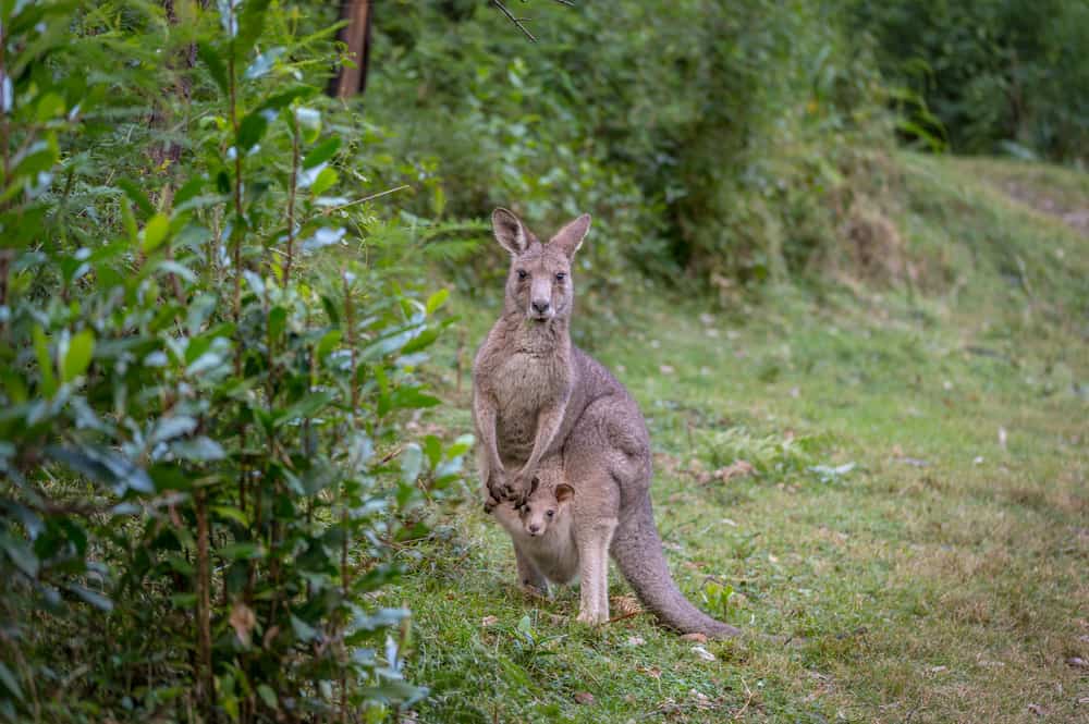 Eurobodalla Regional Botanic Gardens