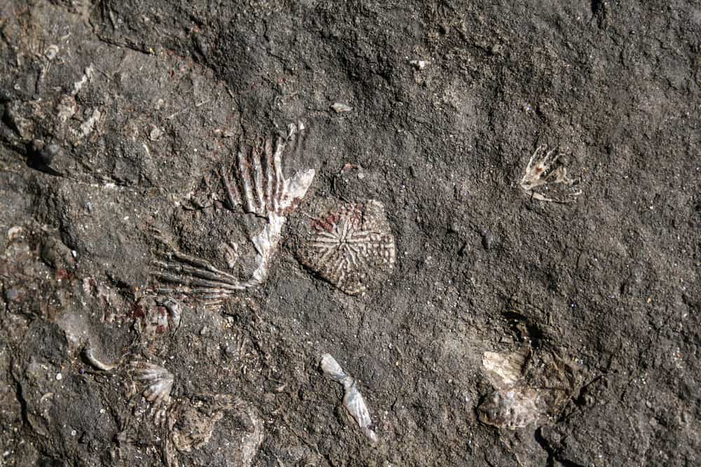 Gondwana Coast Fossil Walk