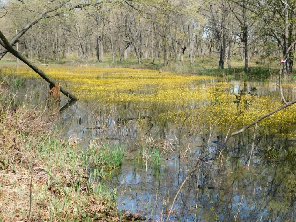 Gibson Woods Nature Preserve