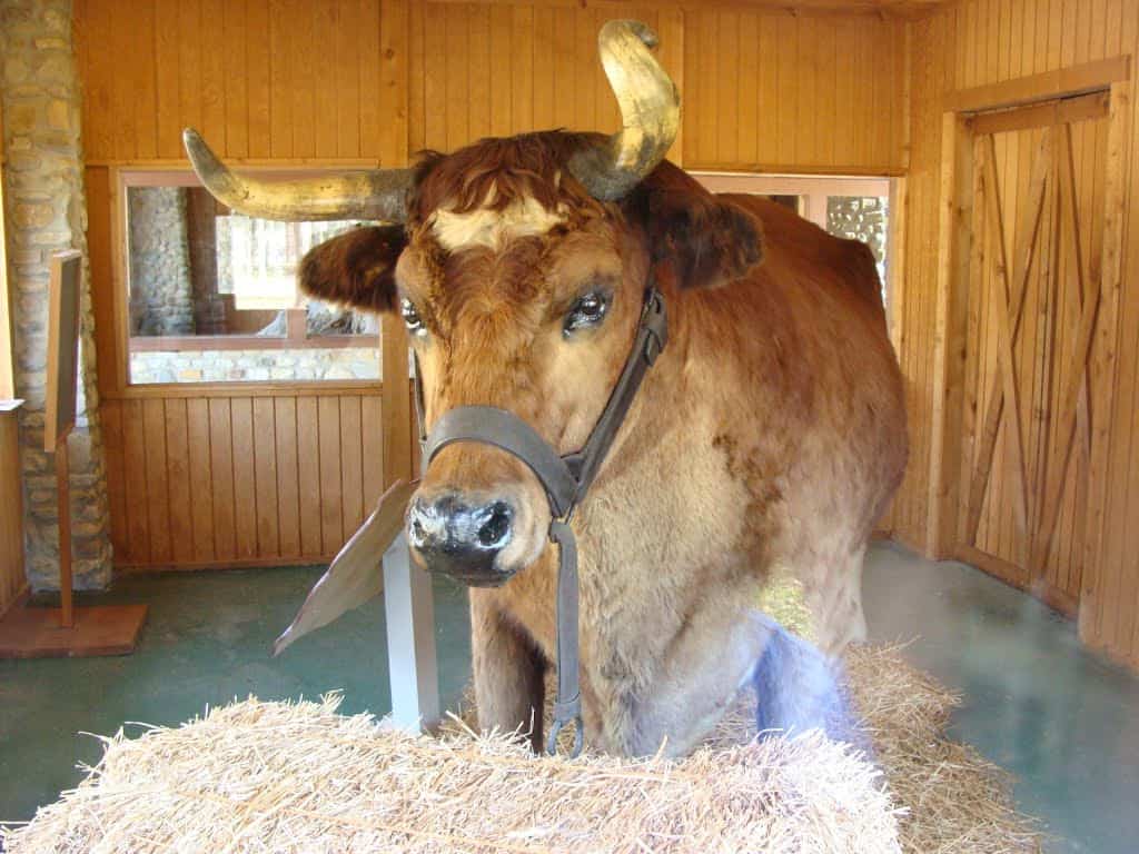 Old Ben - World’s Largest Steer