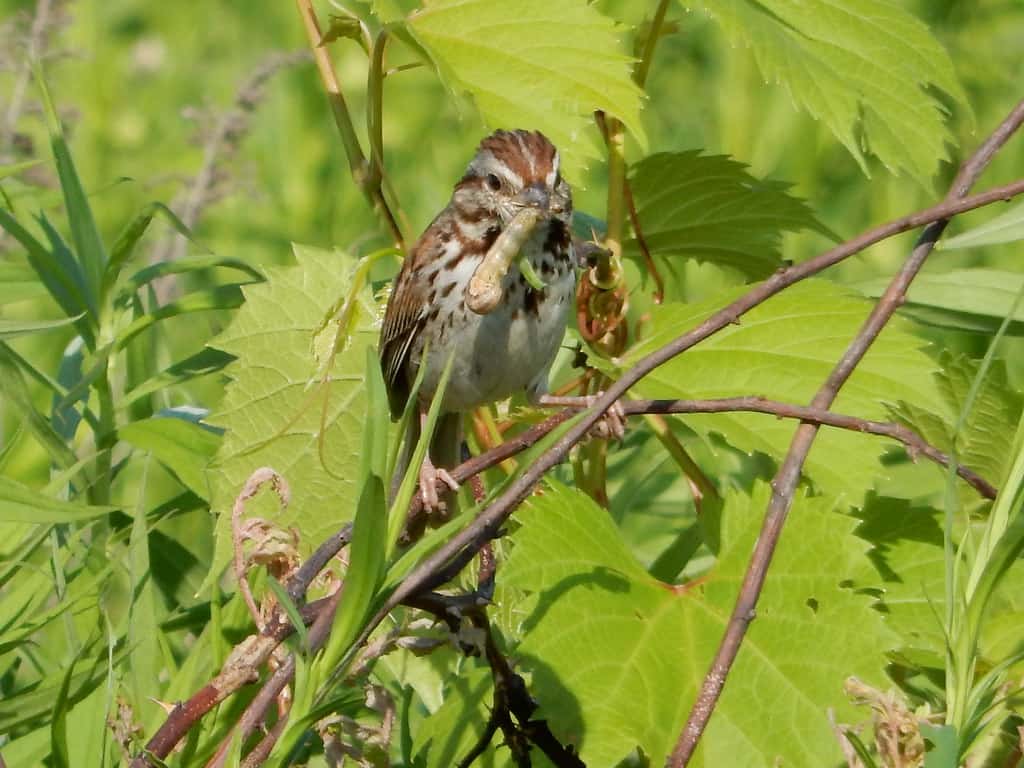 Rollins Savanna Forest Preserve