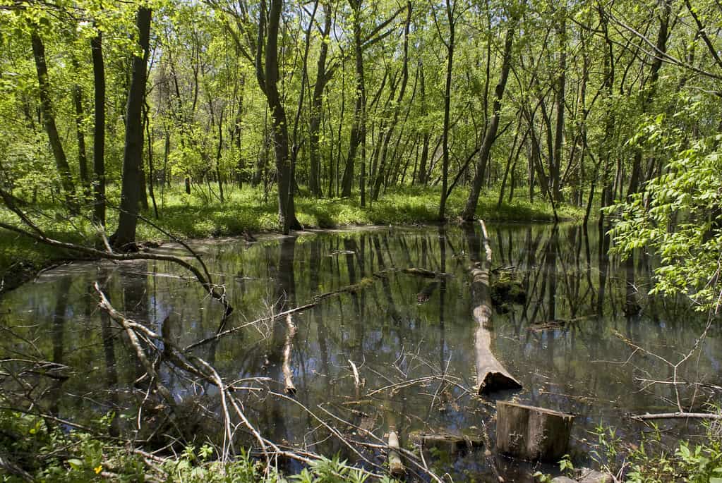 Scenery along Clear Creek Trail