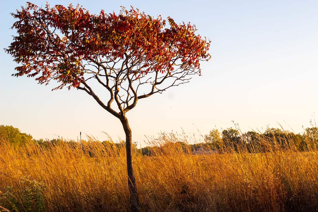 Gensburg-Markham Prairie Nature Preserve