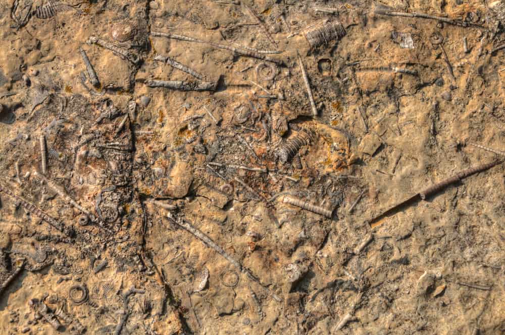 Devonian Fossil Gorge