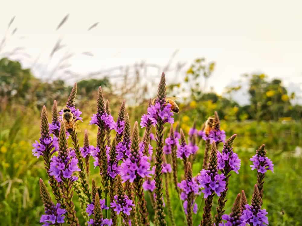 Lockport Prairie Nature Preserve