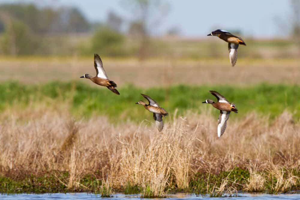 Blue-winged Teal