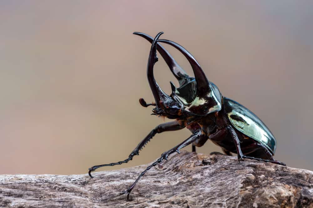 Atlas Beetle