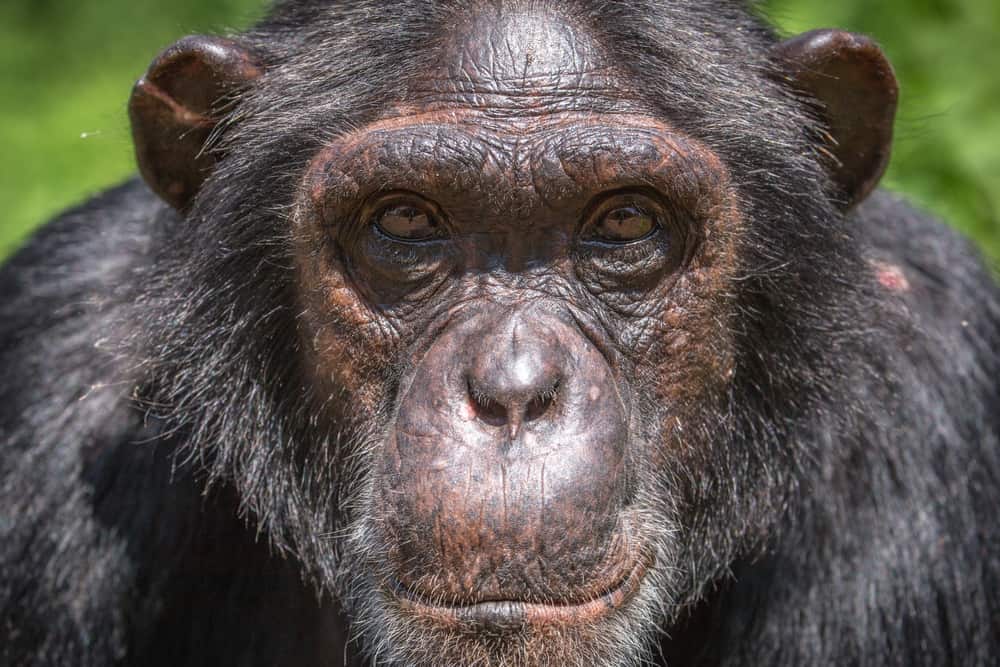 Chimpanzee