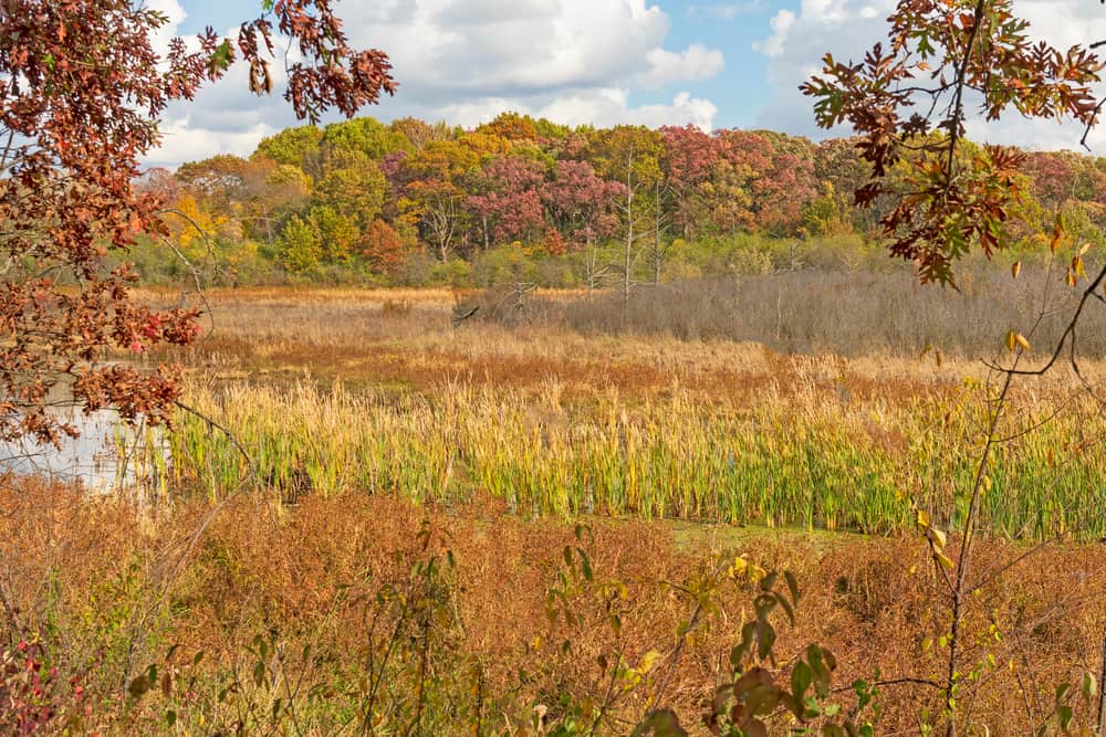 Volo Bog State Natural Area