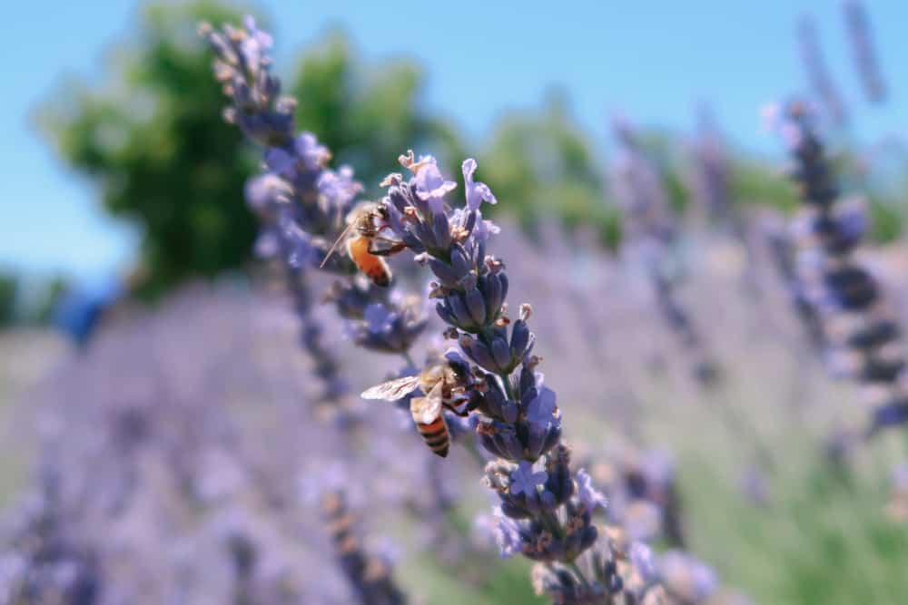 Pageo Lavender Farm