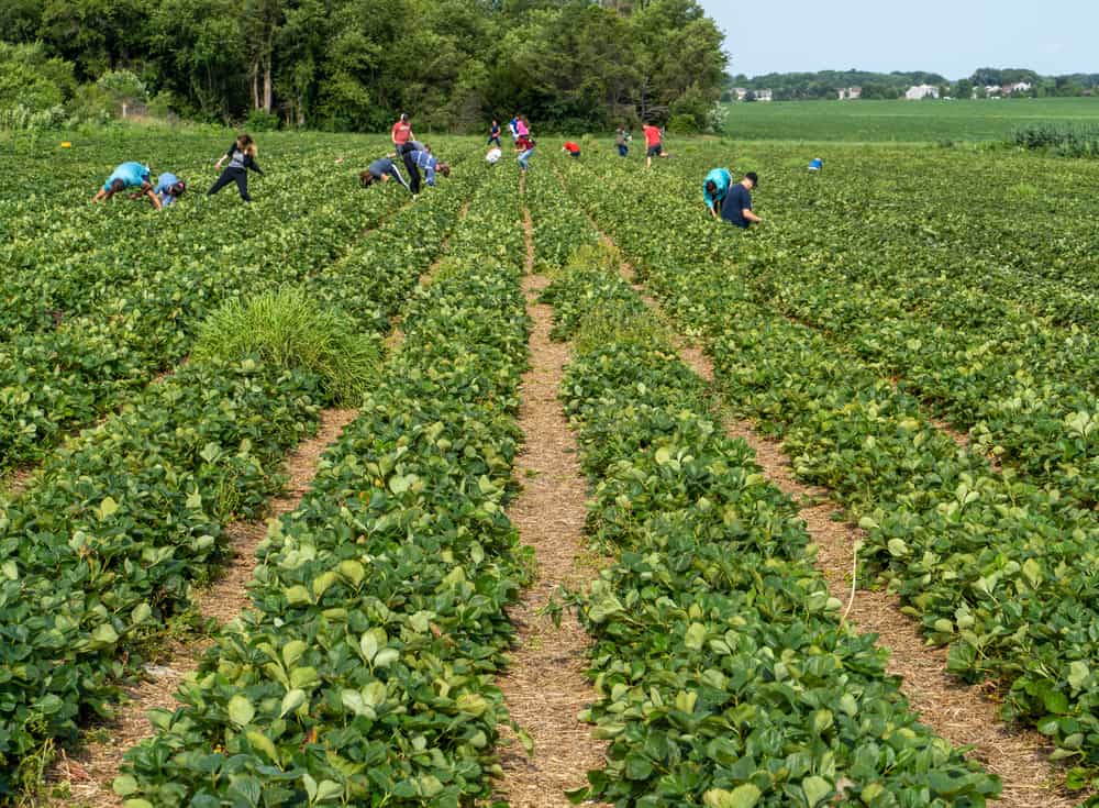 Heider’s Berry Farm