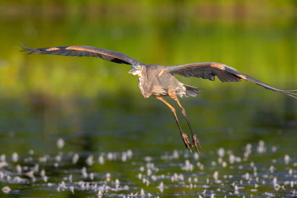 Great Blue Heron