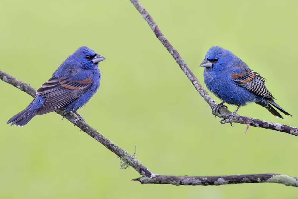Blue Grosbeaks