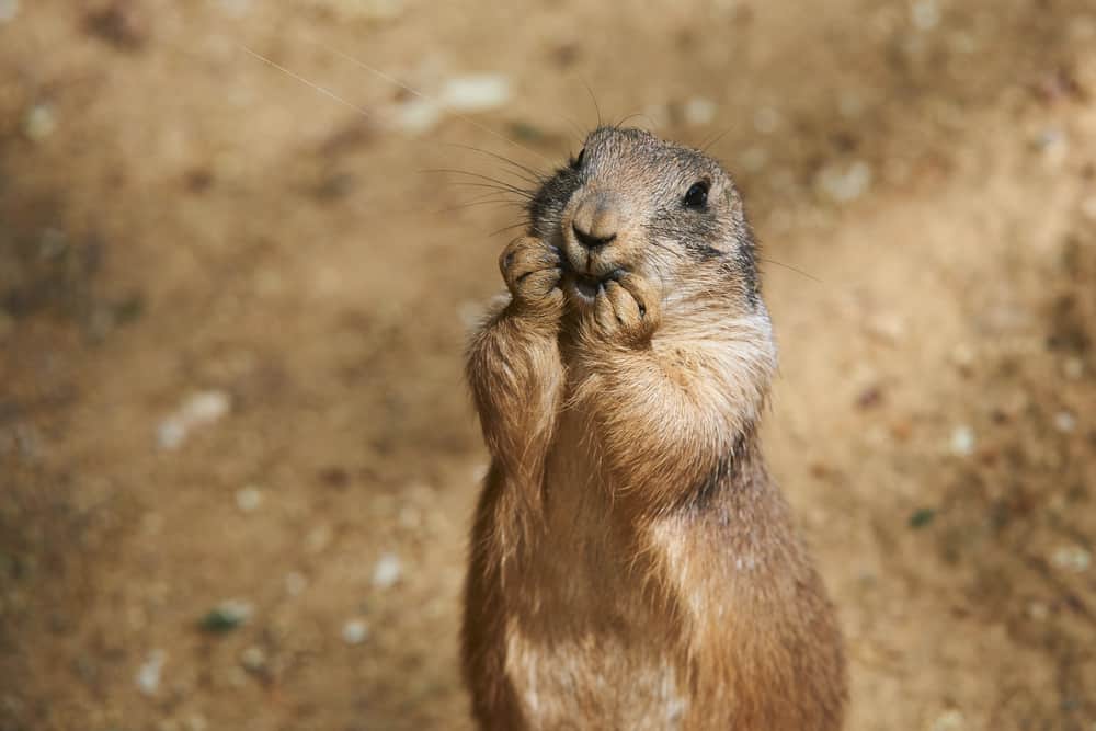 Prairie Dog