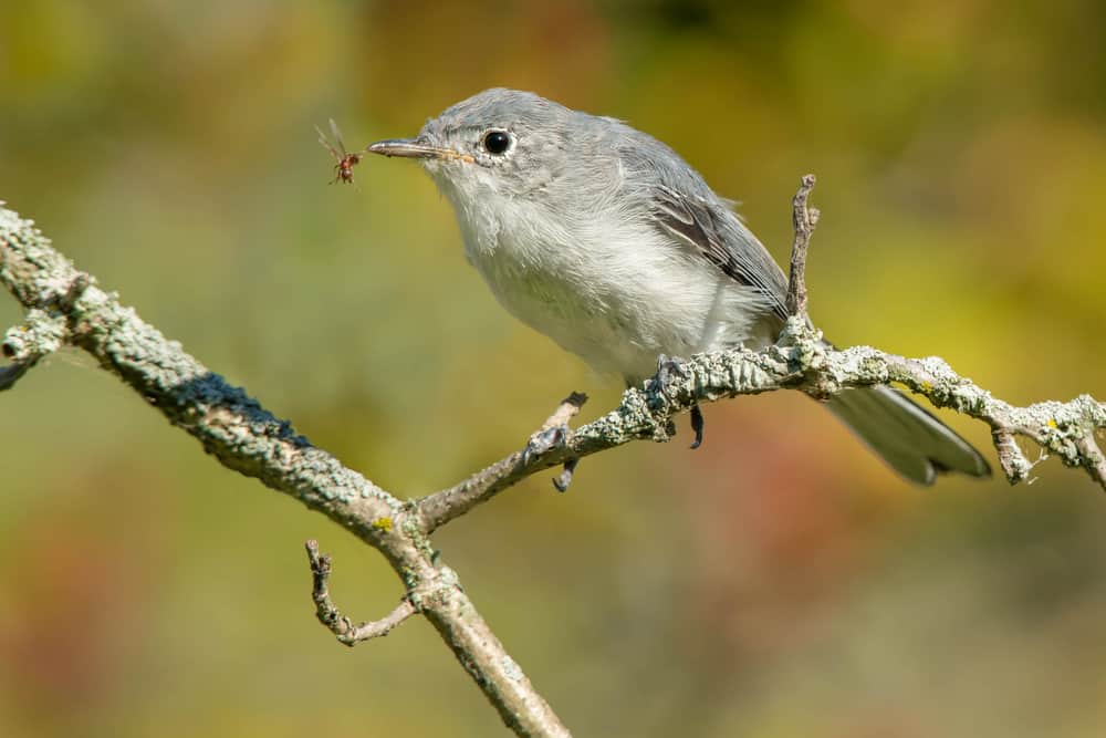 Blue-gray Gnatcatcher