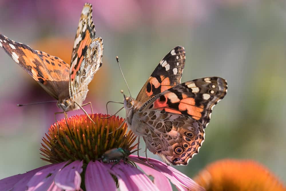 Dorothy Pecaut Nature Center