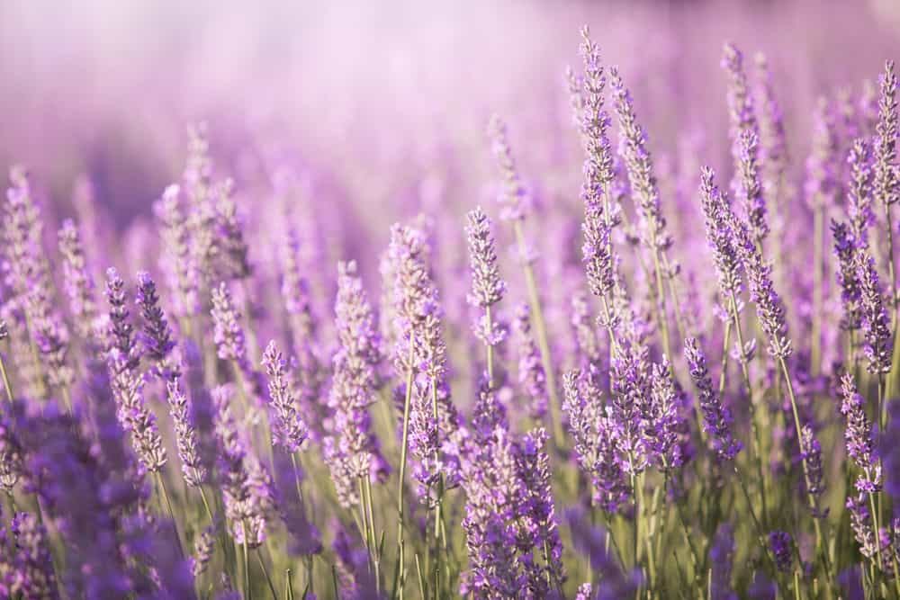Lavender