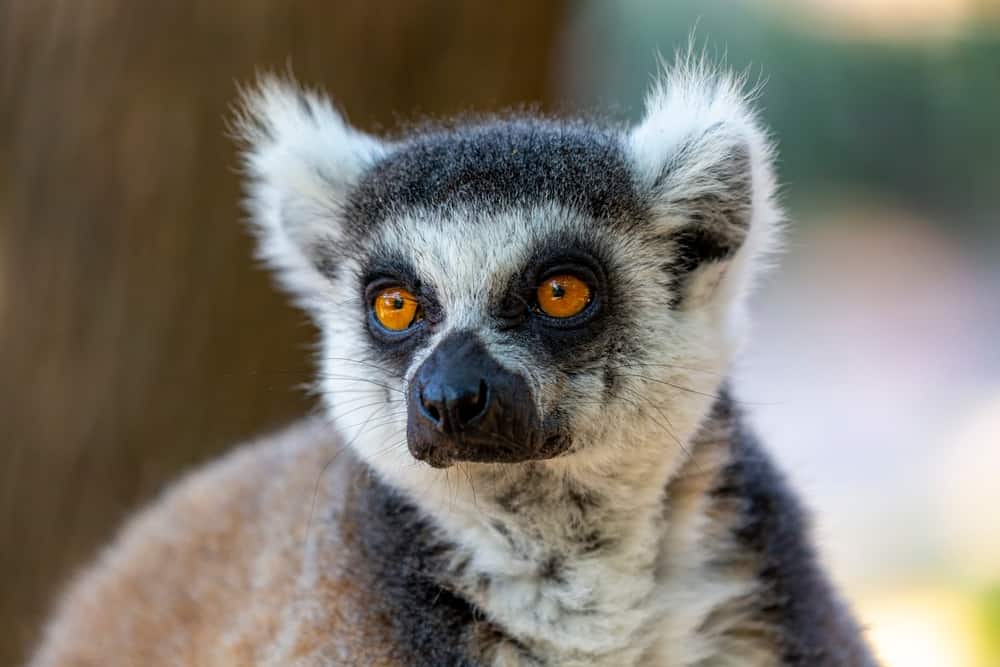 Washington Park Zoo