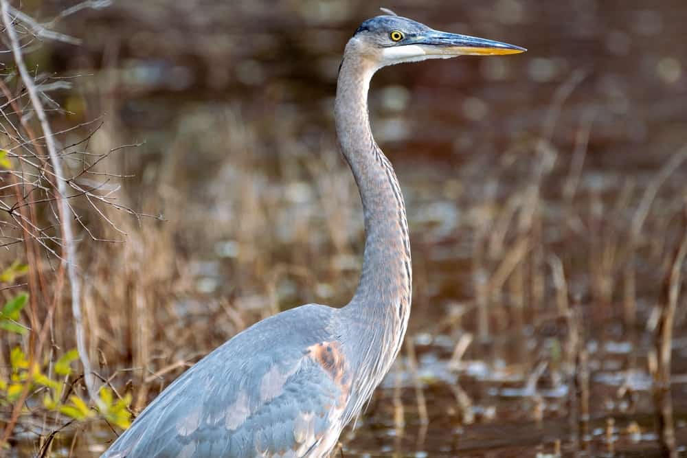 Loop Island Wetlands