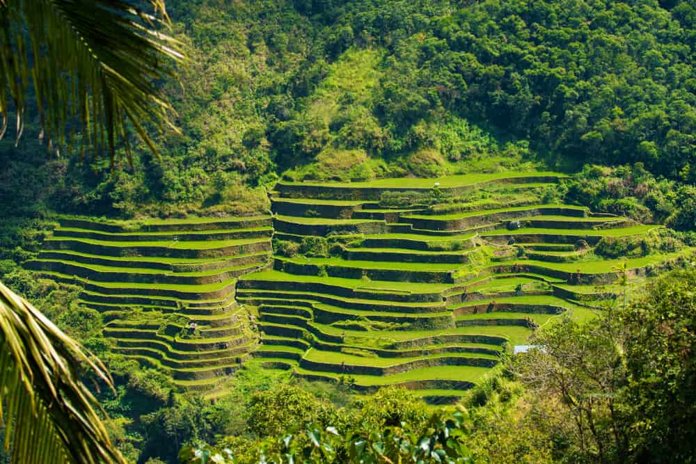 Banaue Rice Terraces