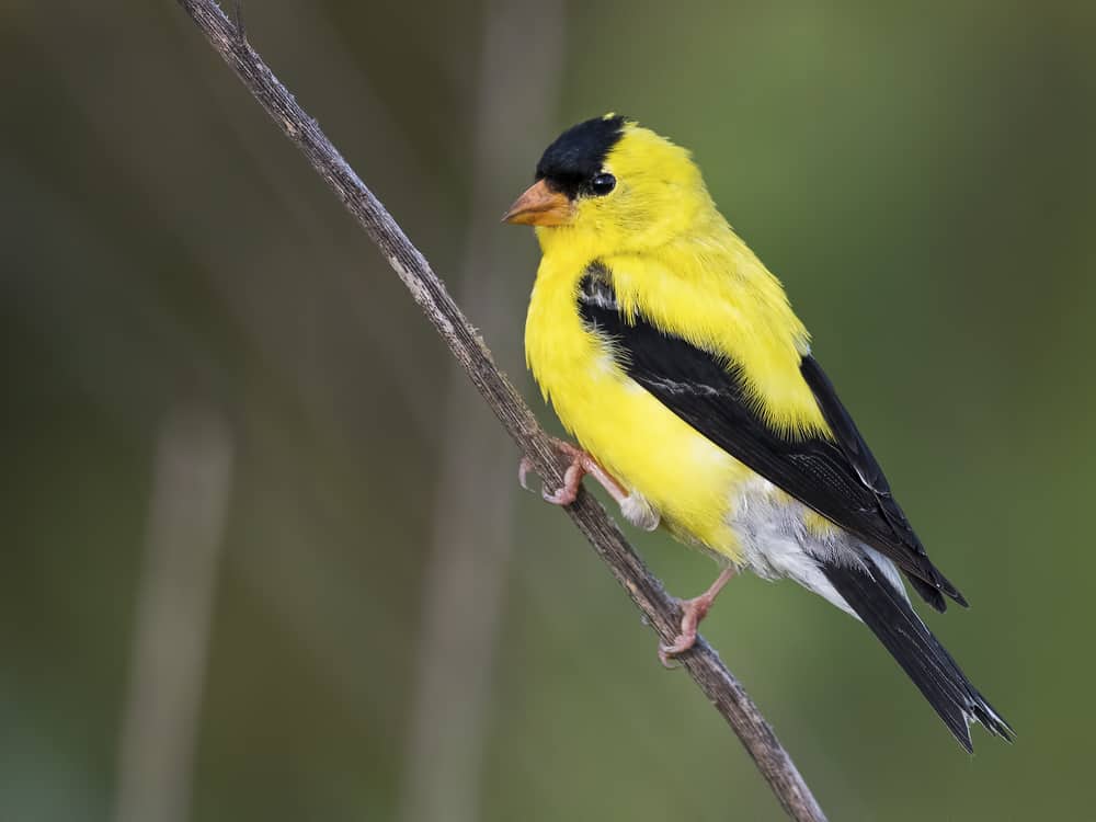 American Goldfinch