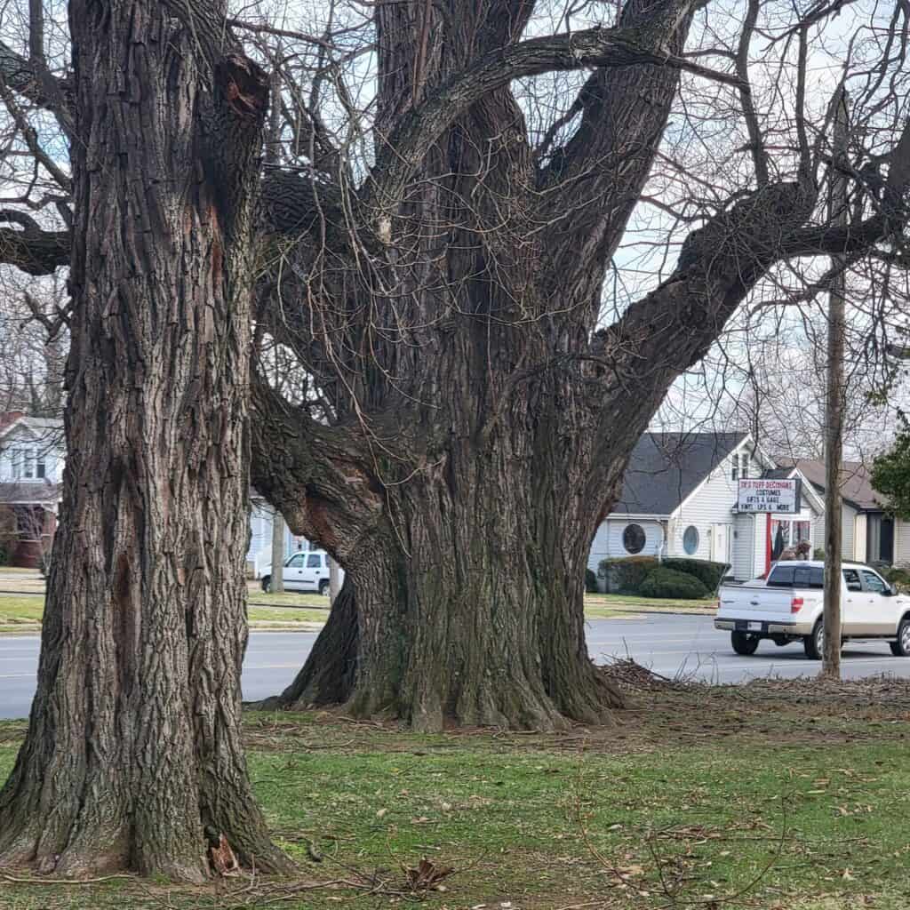 Owensboro’s Sassafras Tree