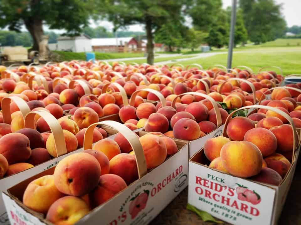 Reid’s Orchard