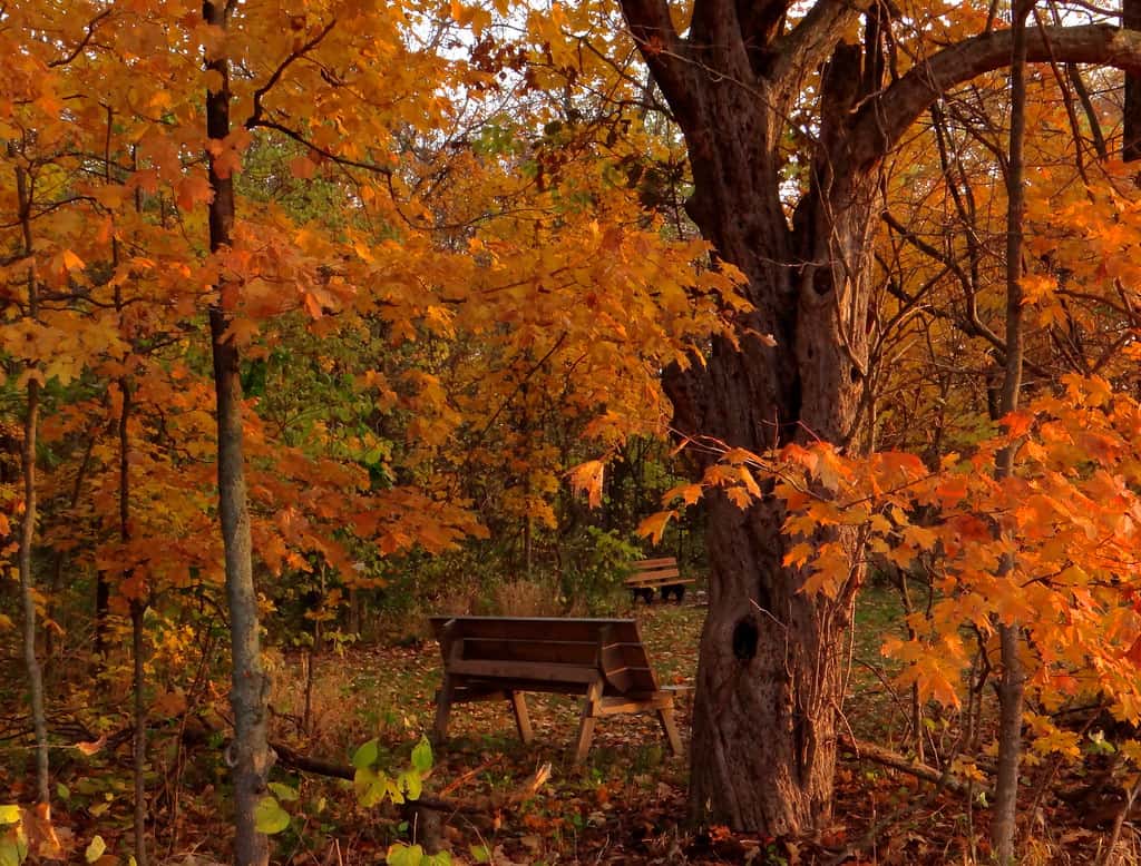Ritchey Woods Nature Preserve