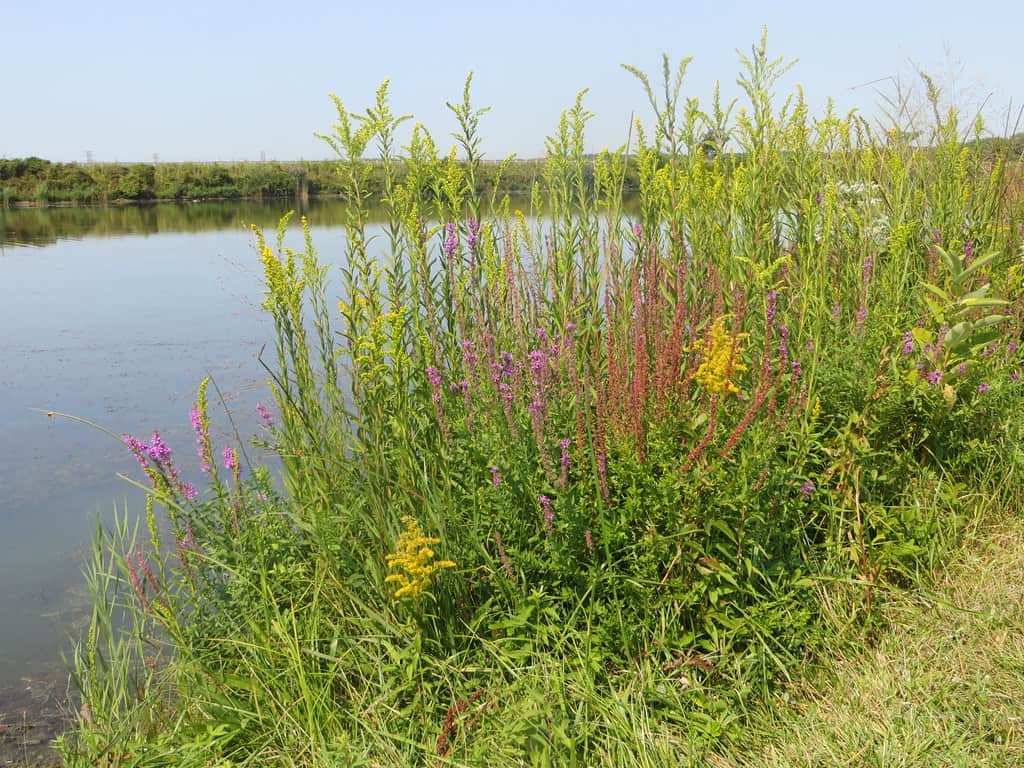 Wolf Lake Memorial Park