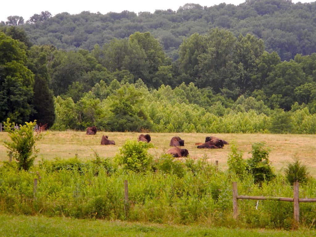 Big Bone Lick State Historic Site