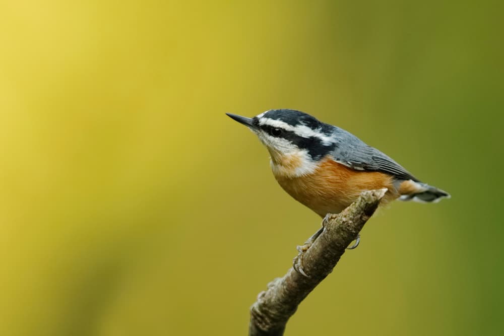 Red-breasted Nuthatch