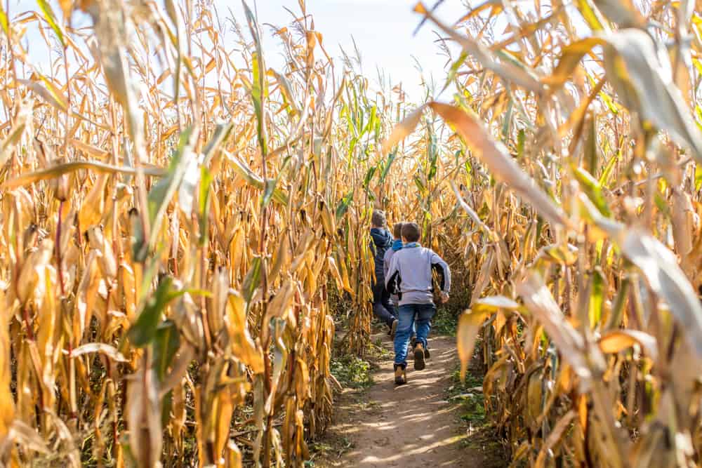 Corn Maze