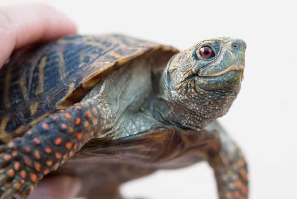 Ornate Box Turtle