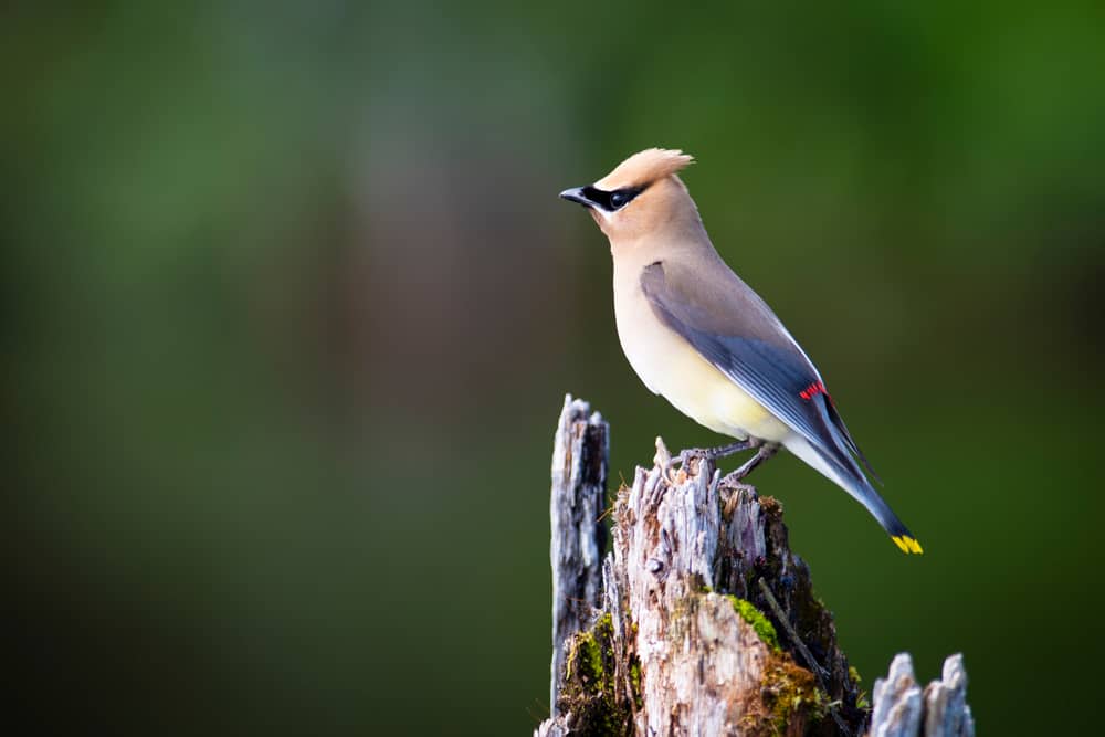 Cedar Waxwing