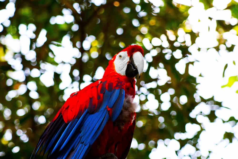 Mesker Park Zoo & Botanic Garden