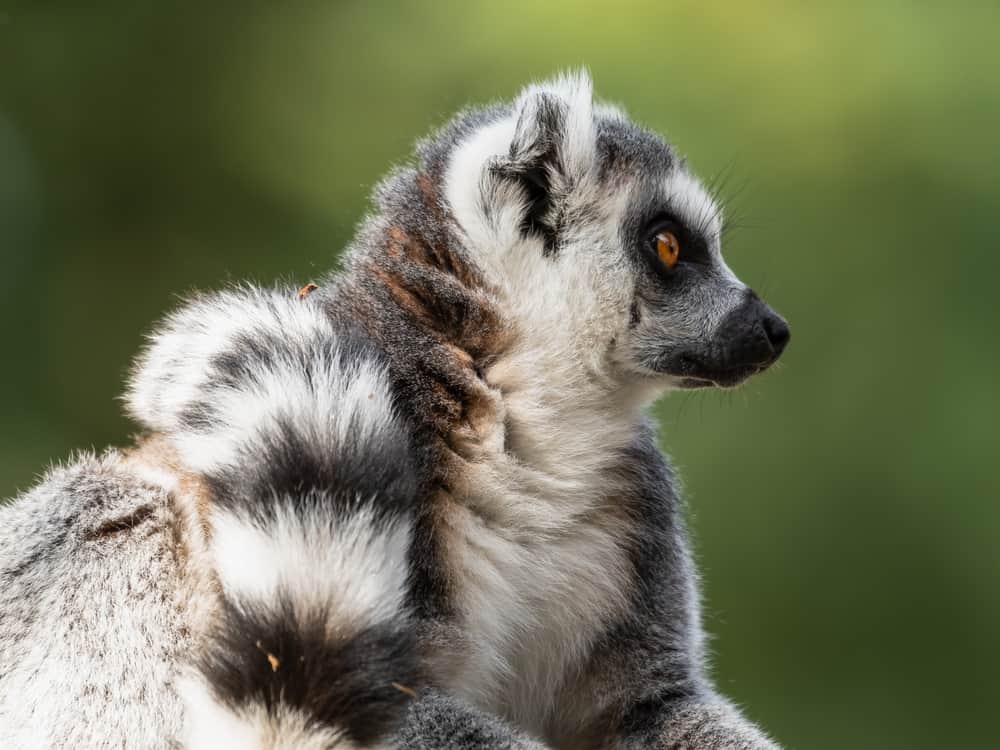Ring Tailed Lemur