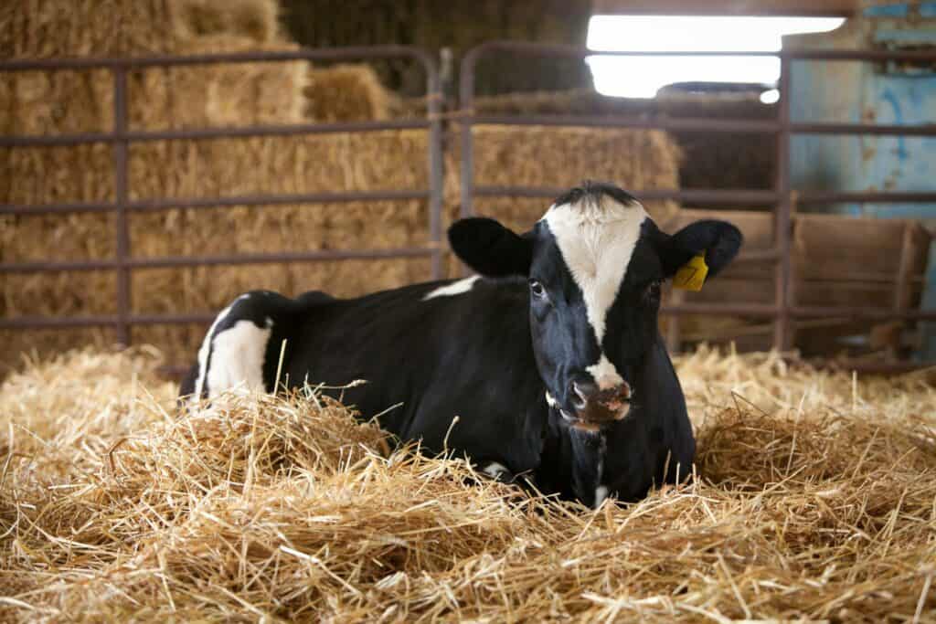 Ed-Mar Dairy
