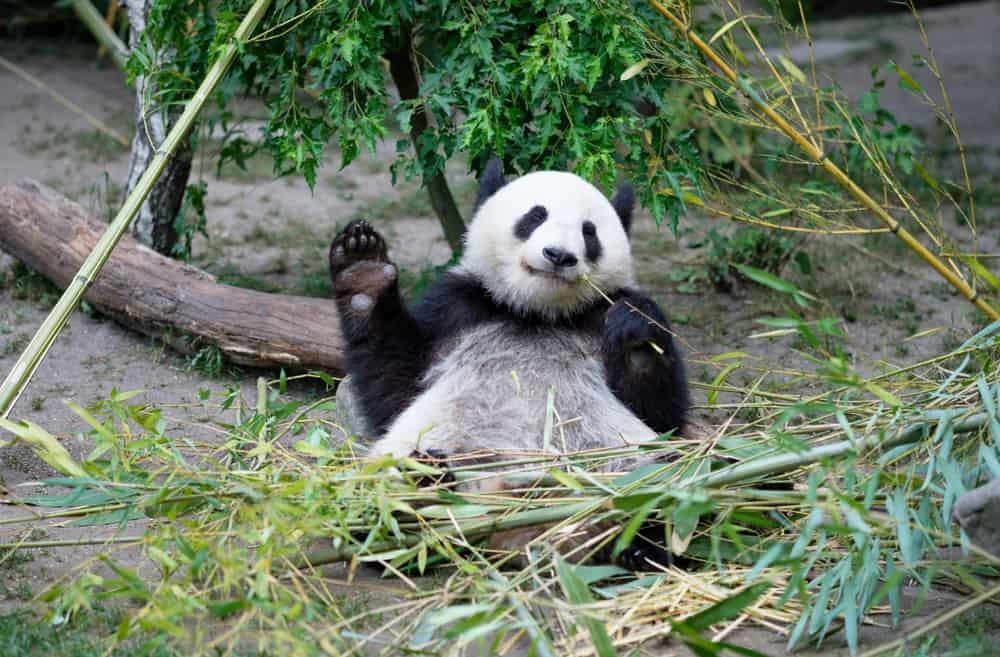 Vienna Zoo