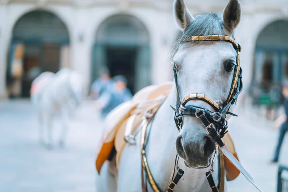Spanish Riding School